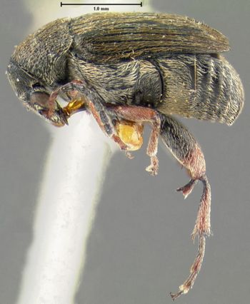 Media type: image;   Entomology 25054 Aspect: habitus lateral view